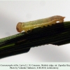 coenonympha tullia z kinjal larva l1